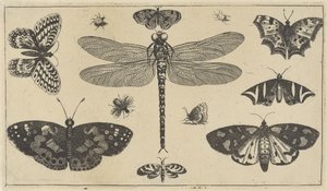 Slända, nyckelpigor och fjärilar Olika insekter (serietitel) Diversae Insectorum (serietitel) av Wenceslaus Hollar