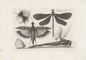 Sländor, fjäril och en humla Insekter (serietitel) Muscarum Scarabeorum (serietitel) av Wenceslaus Hollar