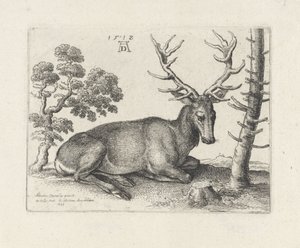 Liggande rådjur, till höger av Wenceslaus Hollar