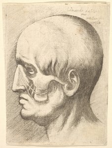 Manligt huvud i profil till vänster med muskler exponerade, 1660. av Wenceslaus Hollar