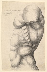 Manlig bål från nacke till höft i profil till vänster, 1645. av Wenceslaus Hollar