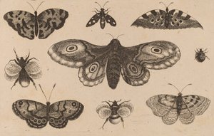 Mal, fjärilar och bin. av Wenceslaus Hollar