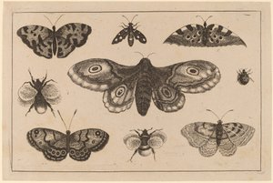 Mal, fjärilar och bin av Wenceslaus Hollar