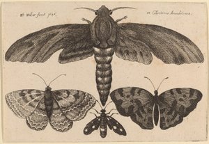 Mal och tre fjärilar av Wenceslaus Hollar