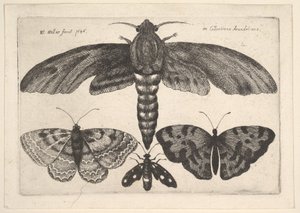 Mal och tre fjärilar, 1646. av Wenceslaus Hollar