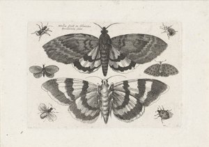 Mal och småkryp Insekter (serietitel) Muscarum Scarabeorum (serietitel) av Wenceslaus Hollar