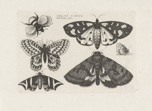 swedish av Wenceslaus Hollar
