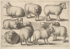 Nio får, 1646. av Wenceslaus Hollar