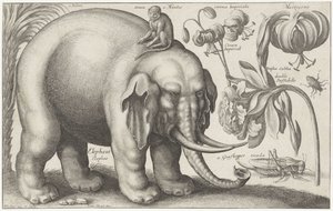 Elefant, apa, blommor och insekter Plants and Animals (serietitel) Animalium Ferarum (serietitel på objekt) av Wenceslaus Hollar