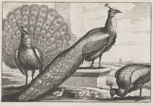 Påfåglar Diversae avium arter (serietitel) Olika fåglar (serietitel) av Wenceslaus Hollar