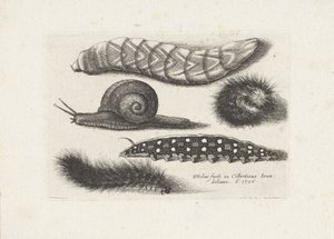 Larver och en snigel Insekter (serietitel) Muscarum Scarabeorum (serietitel) av Wenceslaus Hollar