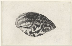 Skal, achatina achatina Skal (serietitel) av Wenceslaus Hollar