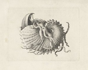 Skal, argonauta nodosa Skal (serietitel) av Wenceslaus Hollar