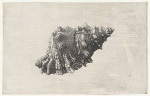 Skal, bursa rubeta Skal (serietitel) av Wenceslaus Hollar