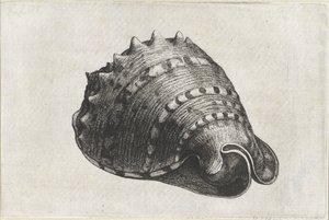 Skal, cassis cornuta Skal (serietitel) av Wenceslaus Hollar