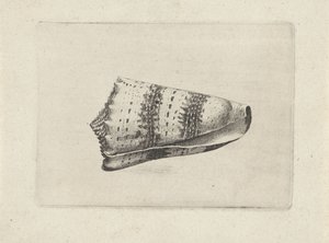 Skal, conus imperialis Skal (serietitel) av Wenceslaus Hollar