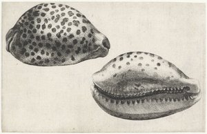 Skal, cypraea tigris Skal (serietitel) av Wenceslaus Hollar