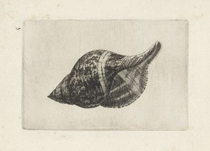 Skal, fasciolaria tulipa Skal (serietitel) av Wenceslaus Hollar