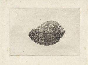Shell, harpa major Skal (serietitel) av Wenceslaus Hollar