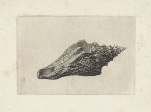 Skal, hemifusus ternatanus Skal (serietitel) av Wenceslaus Hollar