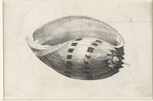 Skal, melo amfora Skal (serietitel) av Wenceslaus Hollar