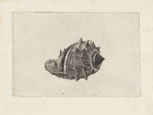 Skal, melongena melongena Skal (serietitel) av Wenceslaus Hollar