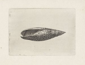 Skal, mitra papalis Skal (serietitel) av Wenceslaus Hollar