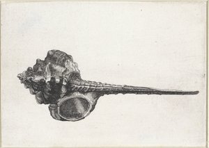 Skal, murex haustellum Skal (serietitel) av Wenceslaus Hollar