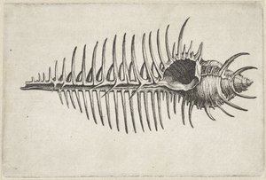 Skal, murex pecten Skal (serietitel) av Wenceslaus Hollar
