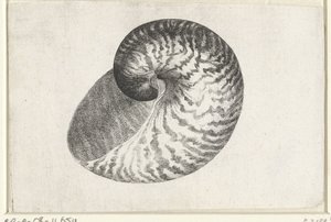 Skal, nautilus pompilius Skal (serietitel) av Wenceslaus Hollar