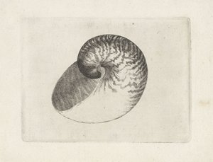 Skal, nautilus pompilius Skal (serietitel) av Wenceslaus Hollar