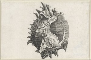 Skal, phyllonotus erythrostomus Skal (serietitel) av Wenceslaus Hollar