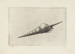 Schelp, flöjtspindel melanocheilus Schelpen (serietitel) av Wenceslaus Hollar