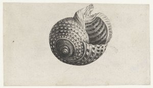 Skal, tonna dolium Skal (serietitel) av Wenceslaus Hollar