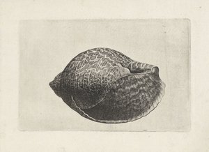 Skal, tonna perdix Skal (serietitel) av Wenceslaus Hollar