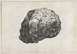 Skal, turbo sarmaticus Skal (serietitel) av Wenceslaus Hollar