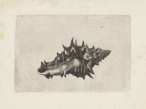 swedish av Wenceslaus Hollar