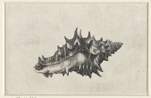 Skal, vasum keramik Skal (serietitel) av Wenceslaus Hollar