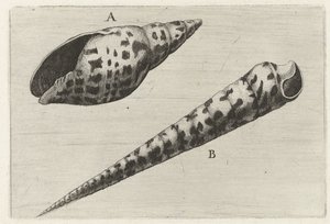 Schelpen, miter cardinalis (A) i terebra subulata (B) Schelpen (serietitel) av Wenceslaus Hollar