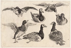 Sju ankor av Wenceslaus Hollar