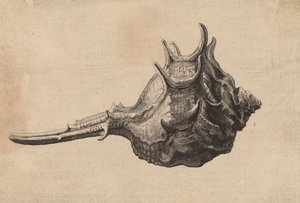 Shell Murex brandaris, ca. 1645. av Wenceslaus Hollar