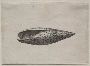 Skal: Mitra Polishes, ca. 40-talet. av Wenceslaus Hollar