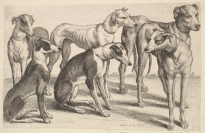 Sex hundar, 1646. av Wenceslaus Hollar