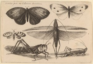 Sex insekter av Wenceslaus Hollar