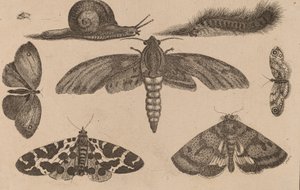 Sex insekter, en larv och en snigel. av Wenceslaus Hollar