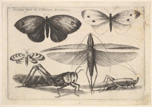 Sex insekter, 1646. av Wenceslaus Hollar