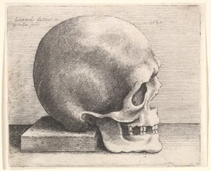 Skalle i profil till höger, 1645. av Wenceslaus Hollar