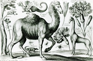Studie av djur och blommor, graverad av D. Loggan av Wenceslaus Hollar