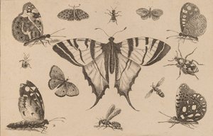 Svalstjärtsfjäril och tolv andra insekter. av Wenceslaus Hollar