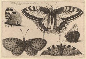 Tre fjärilar och två malar av Wenceslaus Hollar